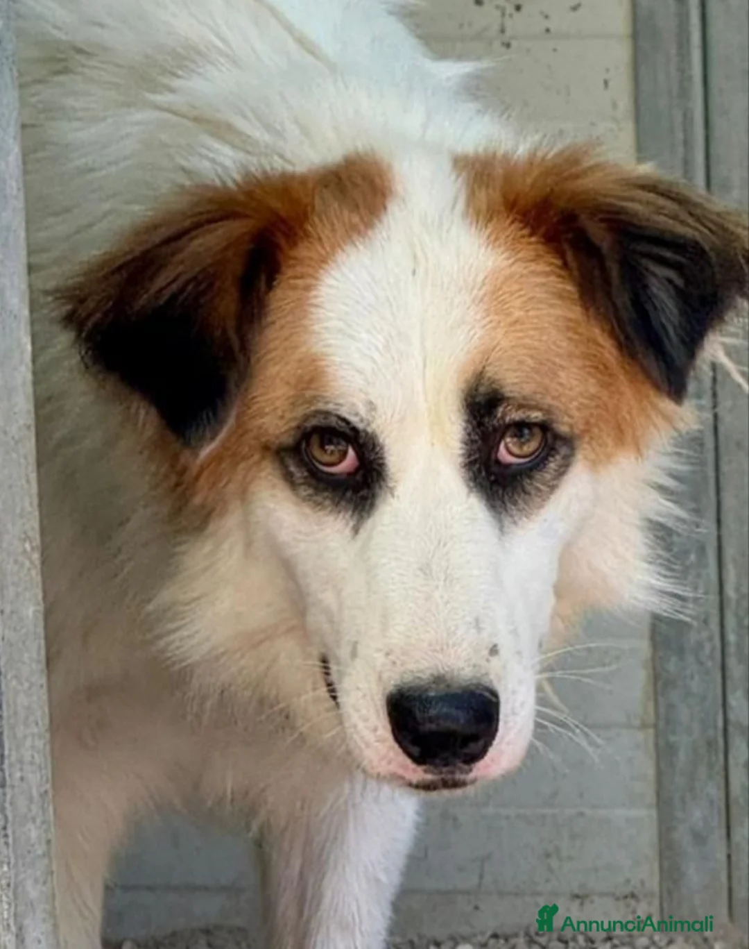 Meticcio cani in regalo: Sofia: amichevole e tranquilla, dolce con tutti  - Annuncio 1