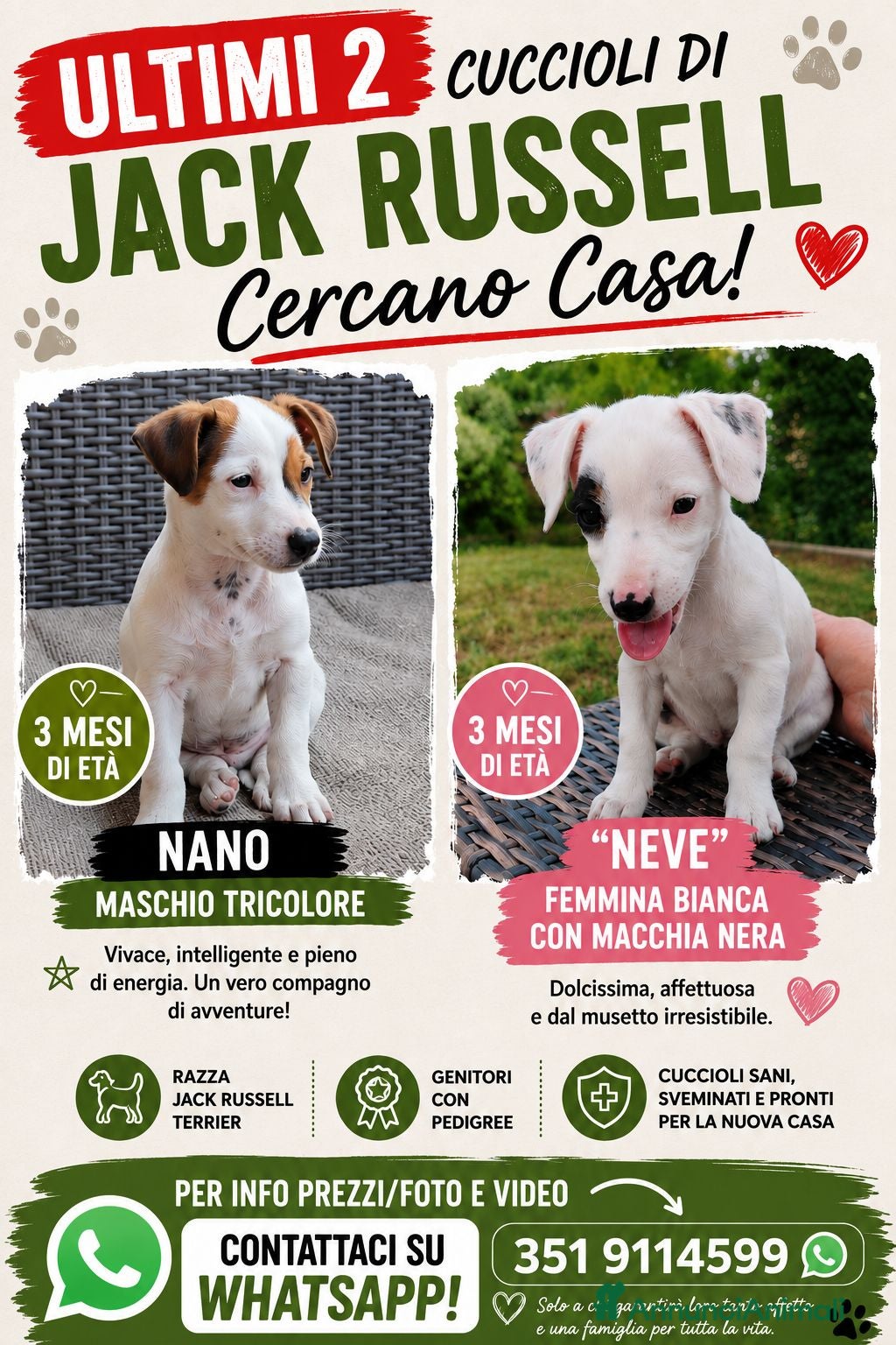 Jack Russell cani ULTIMI DUE CUCCIOLI - Annuncio 3