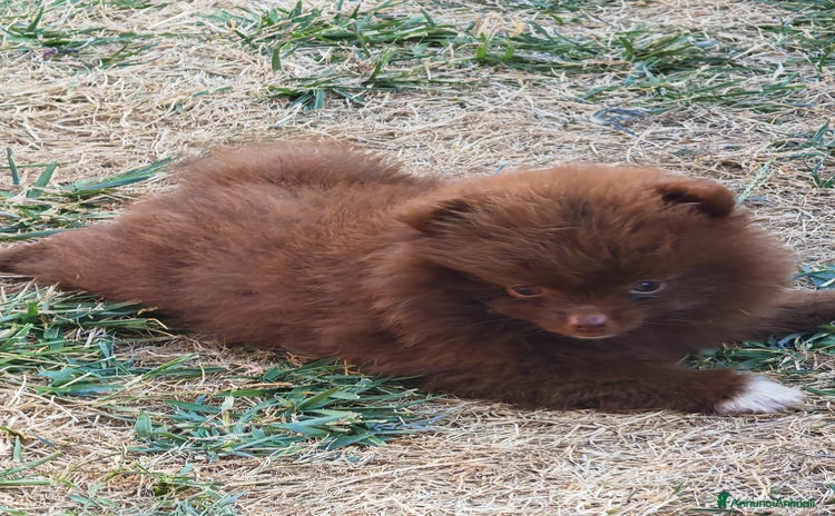 Spitz cani a Provincia di Cremona - Annuncio 3