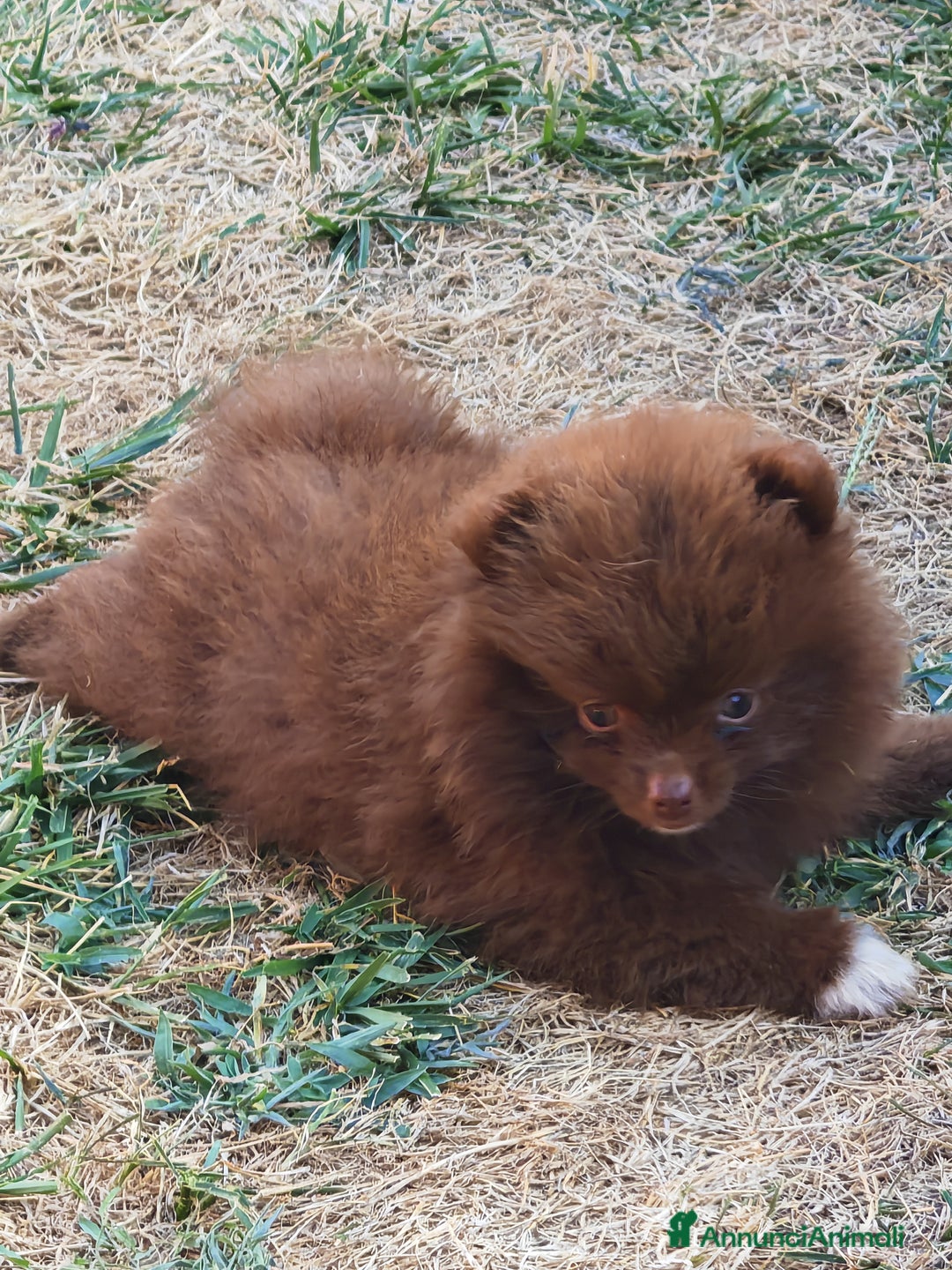 Spitz cani in vendita: Cuccioli Spitz tedesco piccolo ( kleispitz)  a Provincia di Cremona - Immagine 1