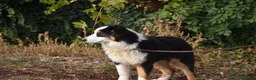 Australian Shepherd cani in vendita: cucciolotti pastore australiano - australian  - Annuncio 14