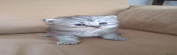 Persiano gatti in vendita: Cinque cuccioli di persiano - Annuncio 11