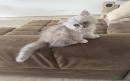Persiano gatti in vendita: Gattine persiane a Provincia di Brescia - Immagine 9