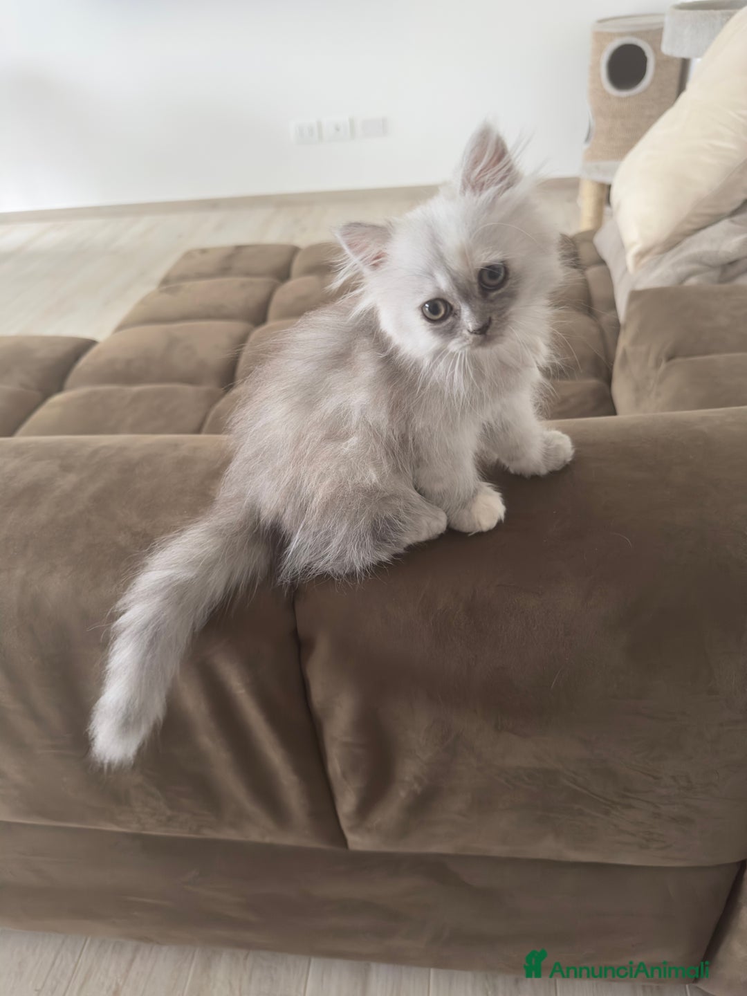 Persiano gatti in vendita: Gattine persiane a Provincia di Brescia - Immagine 9
