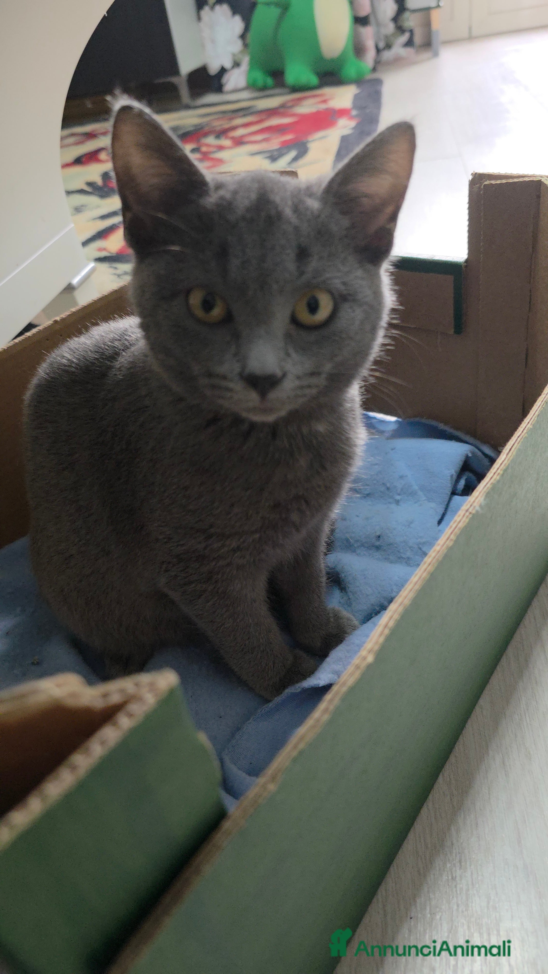 Certosino gatti Dolcissima Certosina di tre mesi  - Annuncio 7