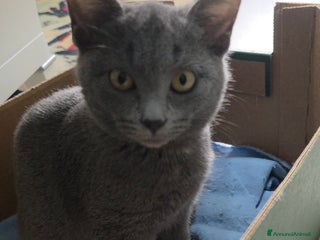 Certosino gatti Dolcissima Certosina di tre mesi - Annuncio 1