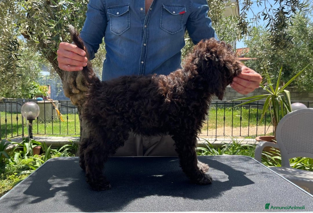 Lagotto cani in vendita: Cucciola di Lagotto Romagnolo con Pedigree  a Provincia di Chieti - Immagine 6