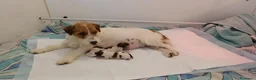 Jack Russell cani in vendita: Jack Russell cercano casa - Annuncio 3