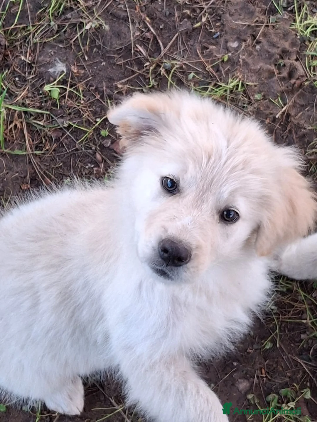 Meticcio cani in regalo: AURA 🩷-cucciola mix pastore,dolcissima cerca casa a Provincia di Grosseto - Annuncio 3