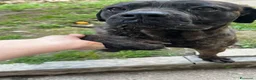 Cane Corso cani in regalo: Corso tigrato 2anni PADRONE MALATO.SOS CAMPANIA - Annuncio 1