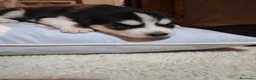 Husky cani in vendita: Cuccioli di siberian husky - Annuncio 29