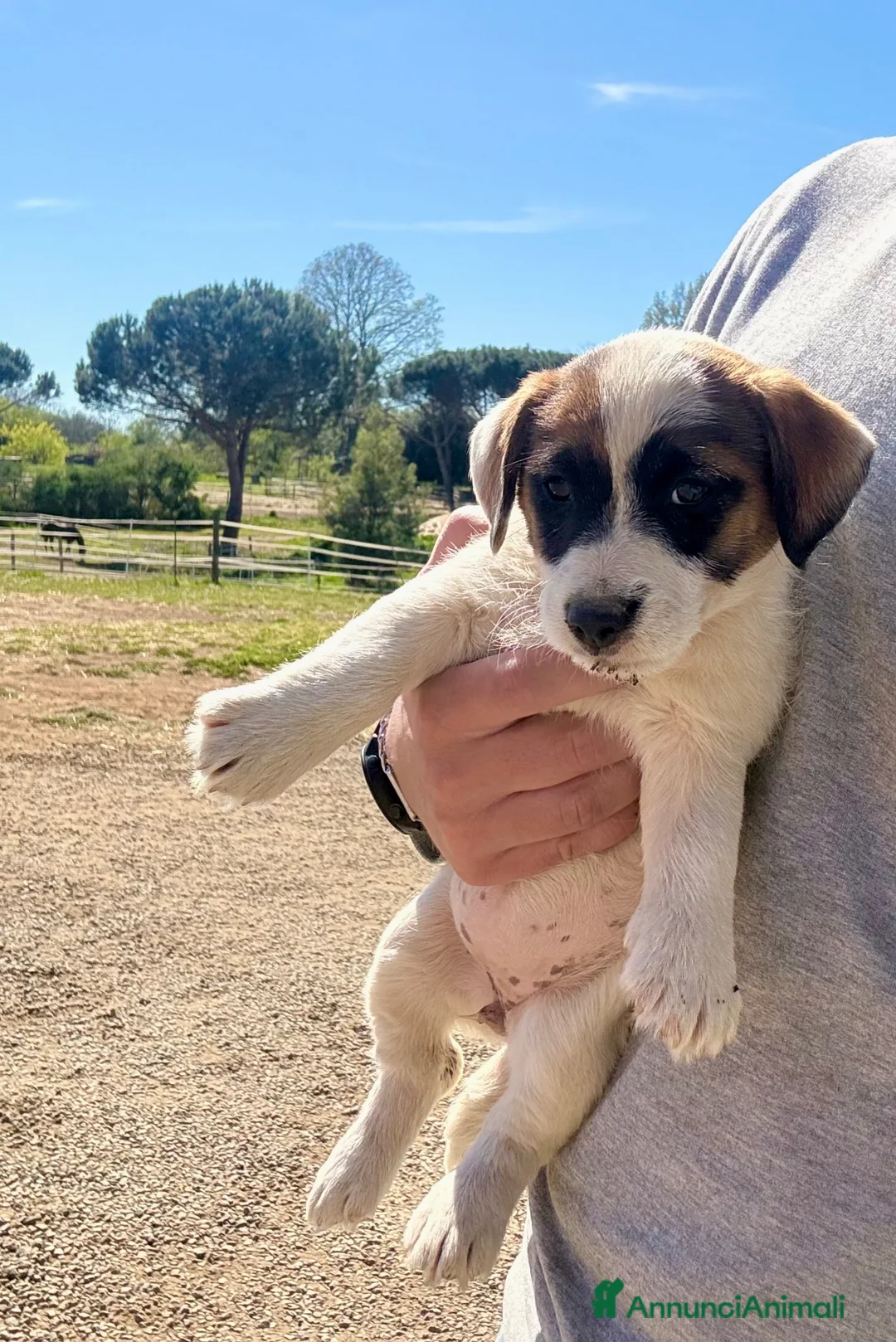 Jack Russell cani in vendita: Jack Russell altissima genealogia a Città metropolitana di Roma Capitale - Annuncio 1