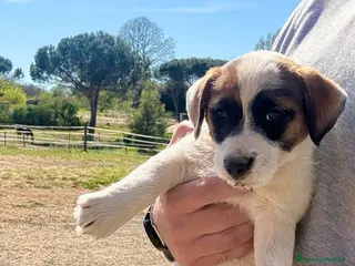 Jack Russell cani Jack Russell altissima genealogia - Annuncio 24