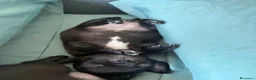Chihuahua cani in vendita: Cucciola di Chihuahua femmina - Annuncio 8