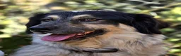 Meticcio cani in regalo: IL BEL MARZIO HA BISOGNO DI TE, IN ADOZIONE - Annuncio 4
