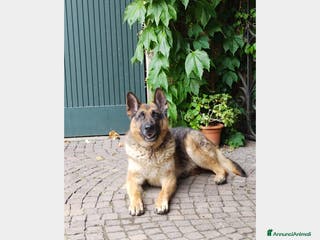 Pastore Tedesco cani Pastore Tedes a catena e denutrito!SALVATO!PAVIA a Milano - Annuncio 12