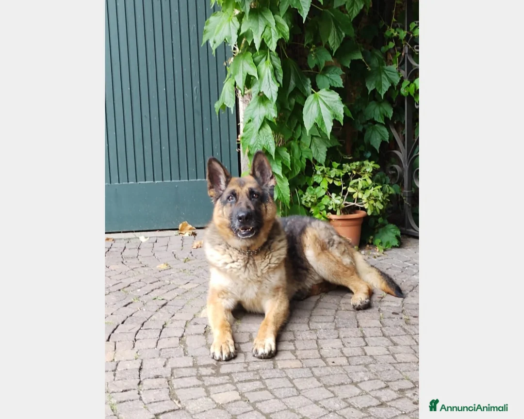 Pastore Tedesco cani in regalo: Pastore Tedes a catena e denutrito!SALVATO!PAVIA a Milano - Annuncio 1