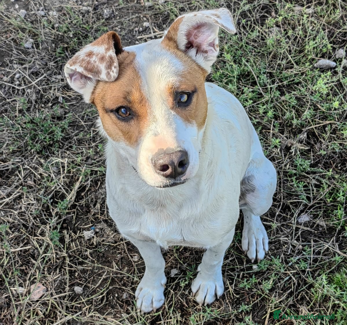 Meticcio cani Loky: 10 mesi, taglia contenuta, socievole  - Annuncio 20