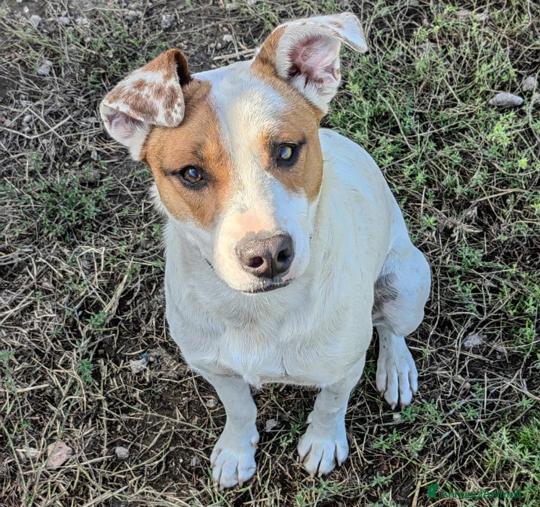 Meticcio cani in regalo: Loky: 10 mesi, taglia contenuta, socievole  - Annuncio 1