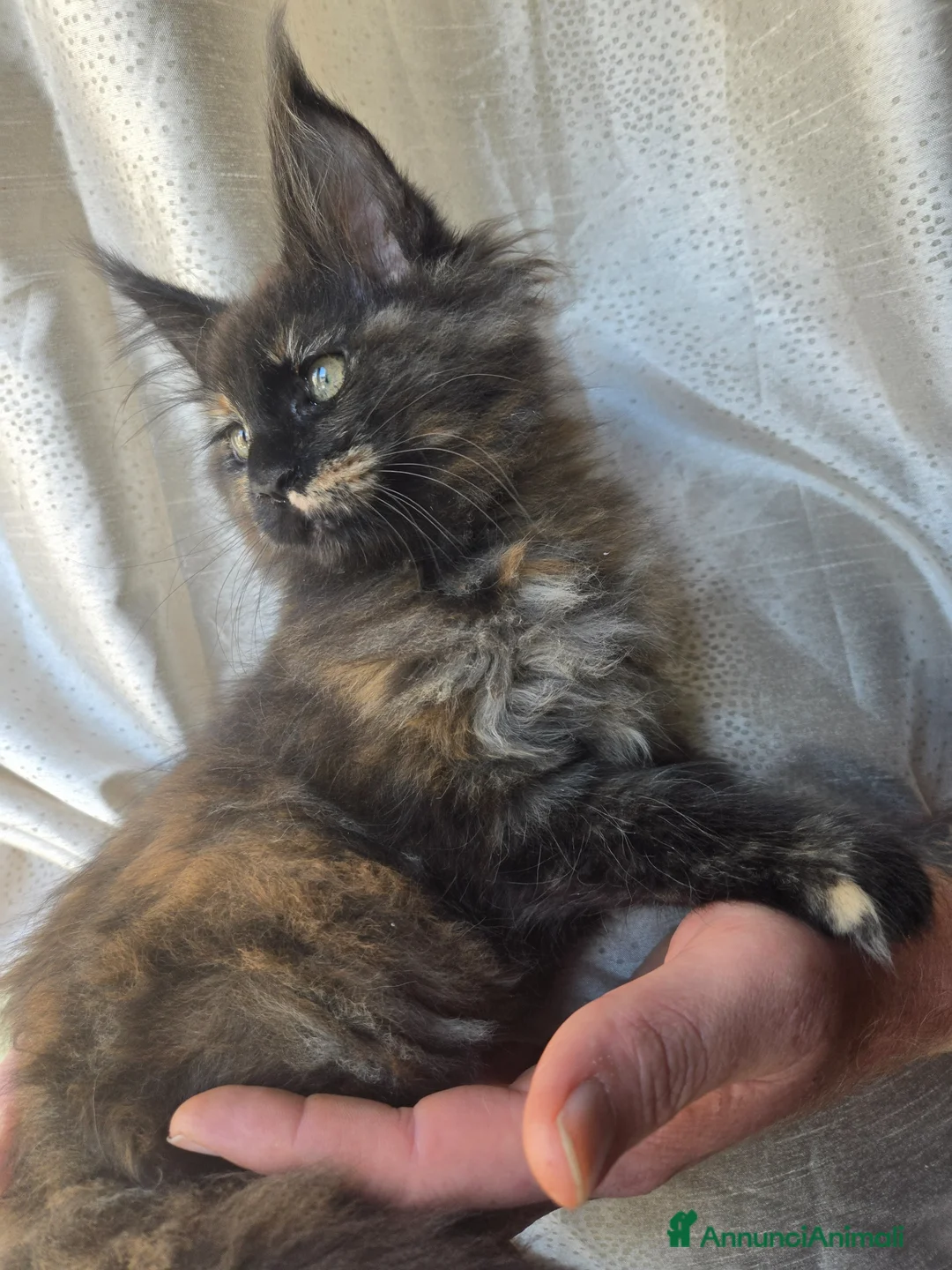 Maine Coon gatti in vendita: Gattina stupenda MaineCoon  a Libero consorzio comunale di Agrigento - Annuncio 7