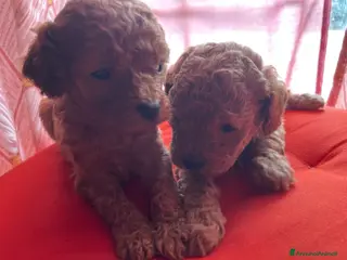 Barboncino Toy cani Barboncini mini toy - Annuncio 39