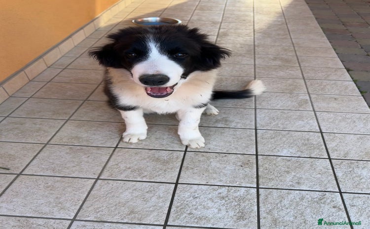 Border Collie cani - Annuncio 13