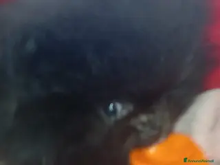 Volpino Pomerania cani Pomerania Teddy bear mini - Annuncio 2