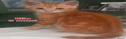 Altre razze gatti in regalo: MICINI, URGENTE: TEMPO SCADUTO  a Provincia di Arezzo - Annuncio 6