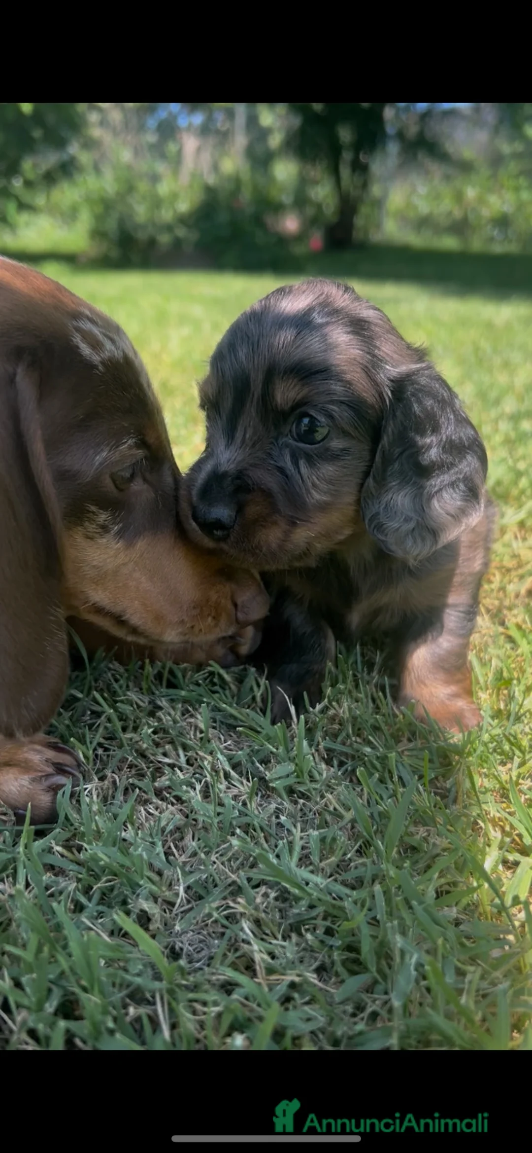 Bassotto cani in vendita: Cuccioli di bassotto con pedigree - Annuncio 2