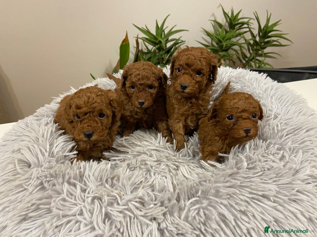 Barboncino Toy cani in vendita: Barboncino toy cuccioli con pedigree Enci - Annuncio 2