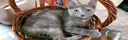 Europeo gatti in regalo: ZELDA, dolce gattina da adottare. - Annuncio 8