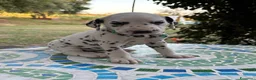 Dalmata cani in vendita: Cuccioli di Dalmata - Annuncio 21