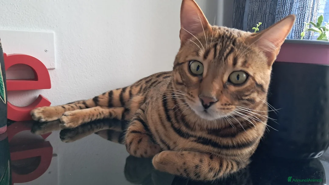 Bengala gatti per accoppiamento: Maschio Bengala per monte - Annuncio 2