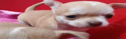 Chihuahua cani in vendita: Maschietti chihuahua pelo corto  - Annuncio 4