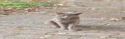Meticcio gatti in regalo: Regalo gattini abbandonati  a Provincia di Vicenza - Annuncio 6