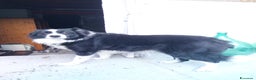 Border Collie cani in vendita: Cane maschio adulto di razza border collie  - Annuncio 2