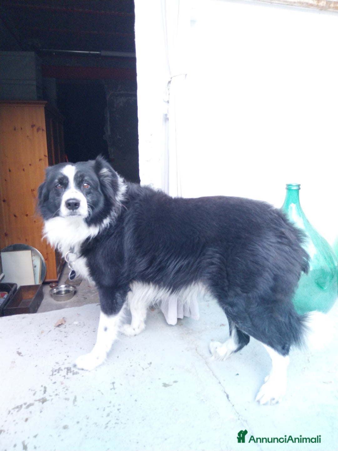 Border Collie cani in vendita: Cane maschio adulto di razza border collie  - Annuncio 2