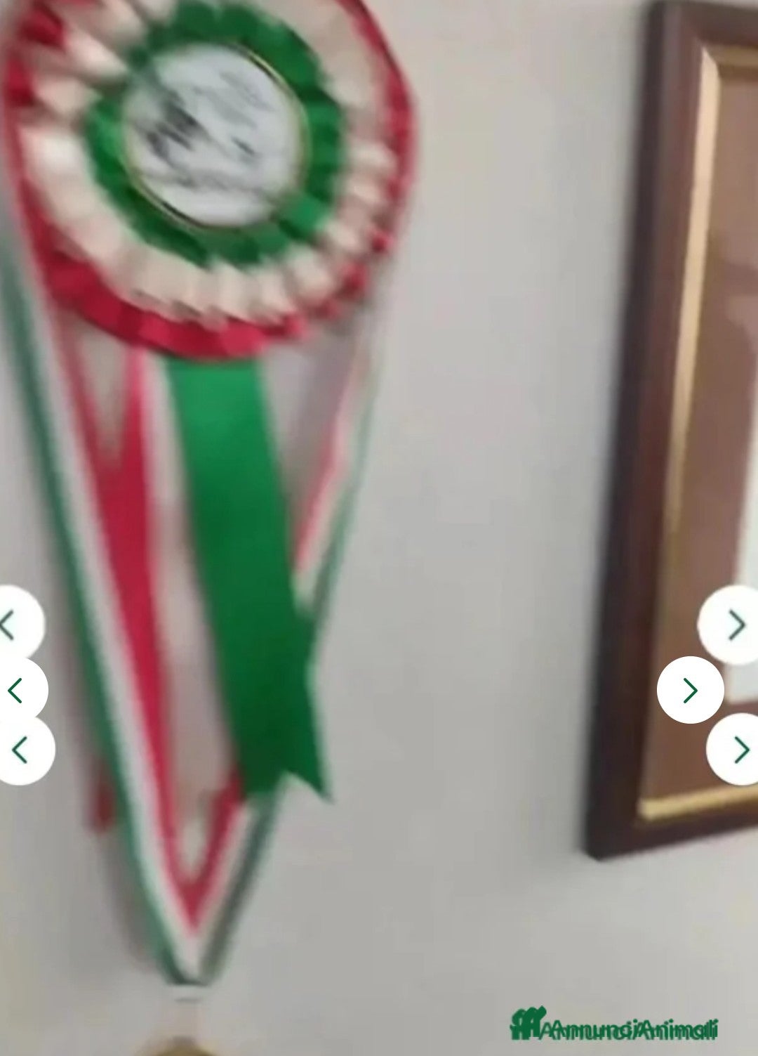 Pastore Tedesco cani in vendita: splendidi cuccioli pastore tedesco  - Annuncio 24