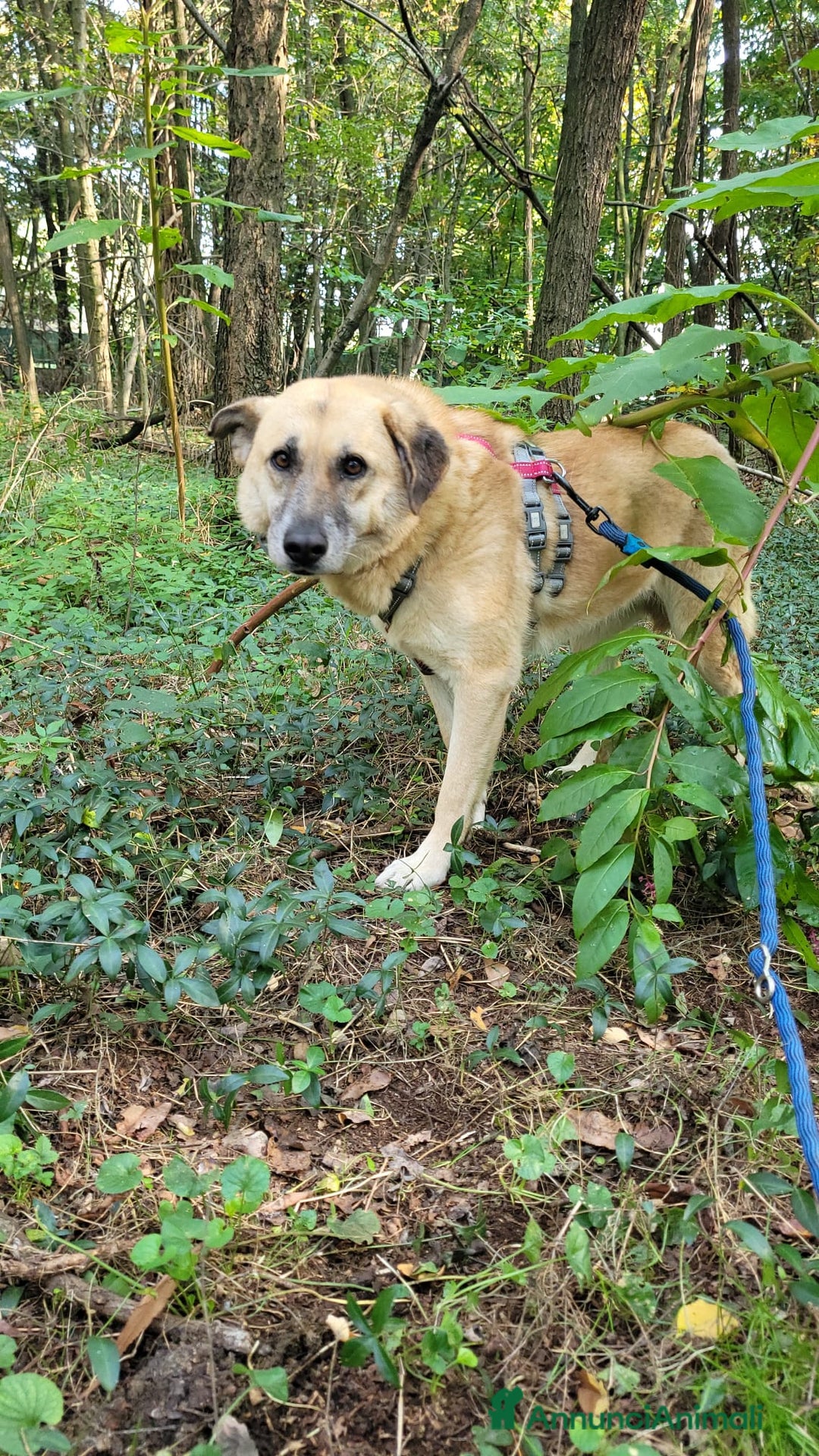 Meticcio cani in regalo: Splendida meticcia - RAJA a Città metropolitana di Milano - Annuncio 5