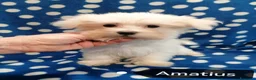 Maltese cani in vendita: Maltese cuccioli  - Annuncio 3