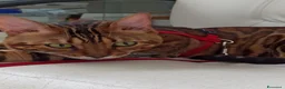 Bengala gatti in vendita: Cuccioli gattini bengale pronti - Annuncio 7