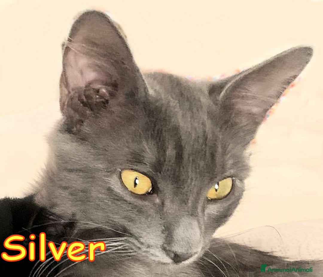 Certosino gatti in regalo: DOLCISSIMO SIMIL CERTOSINO A PELO LUNGO - Annuncio 1