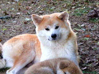 Akita Inu cani Cuccioli di AKITA LOMBARDIA - Annuncio 1