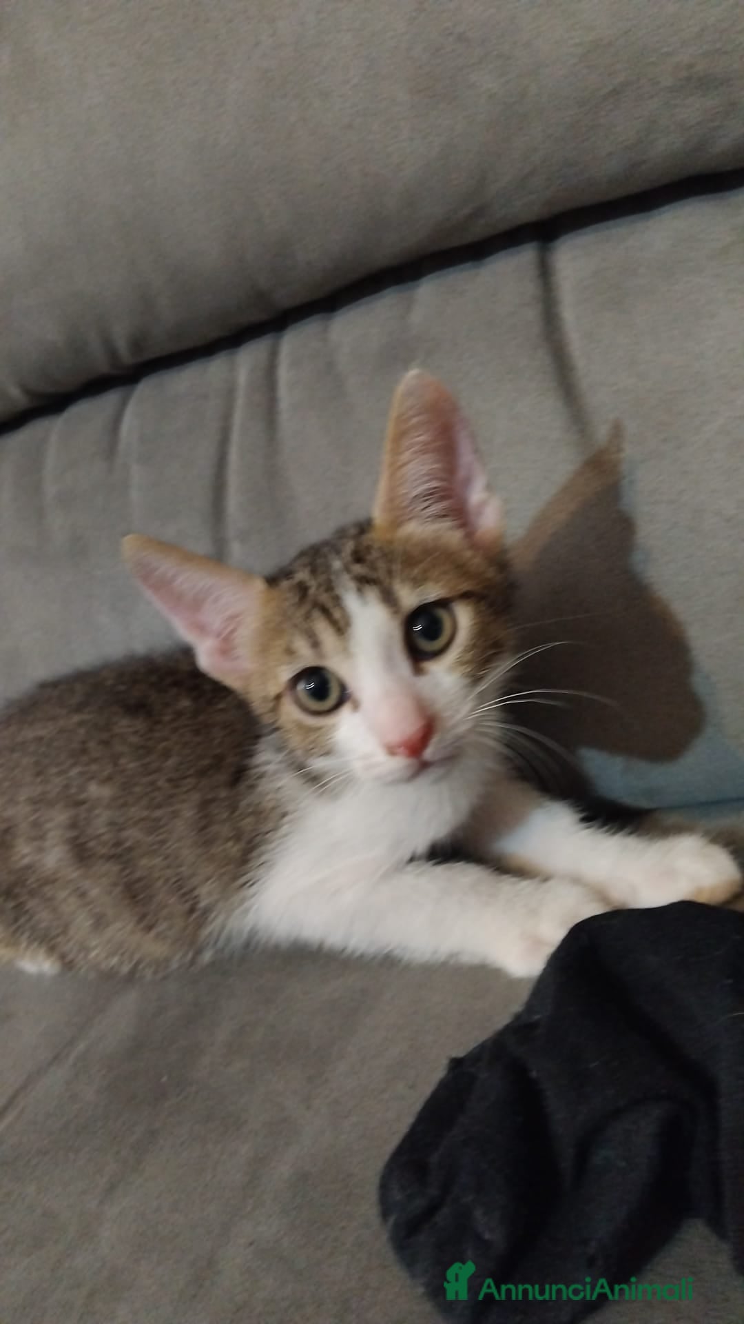 Meticcio gatti Gattini di due mesi in regalo - Annuncio 2