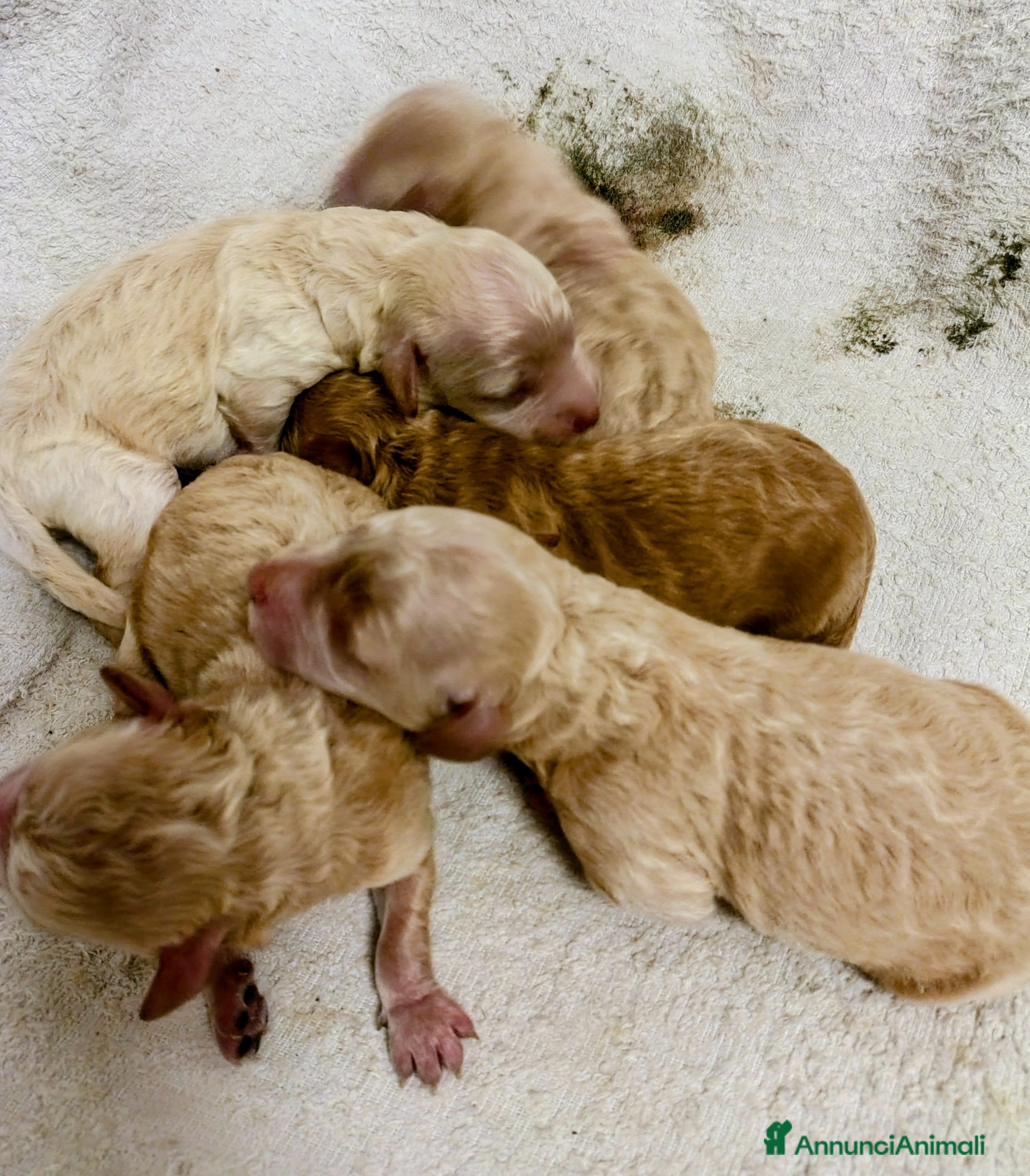 Barboncino cani Barboncini  - Annuncio 1