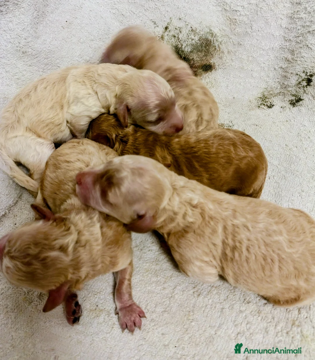 Barboncino cani in vendita: Barboncini  - Annuncio 1