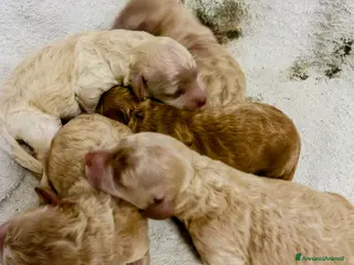 Barboncino cani Barboncini - Annuncio 24