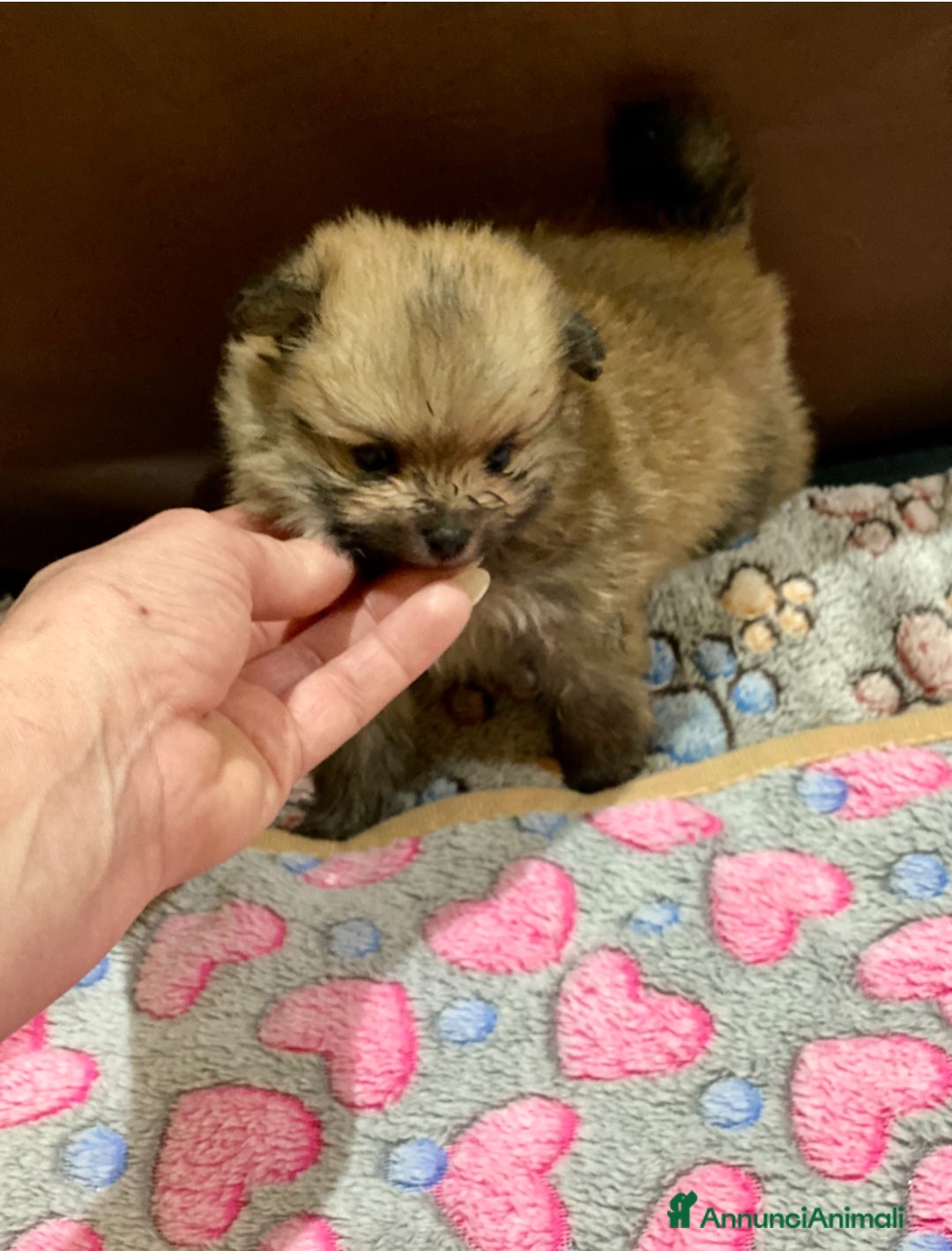 Volpino Pomerania cani in vendita: Volpino Pomerania Pedigree  a Provincia di Pavia - Immagine 4