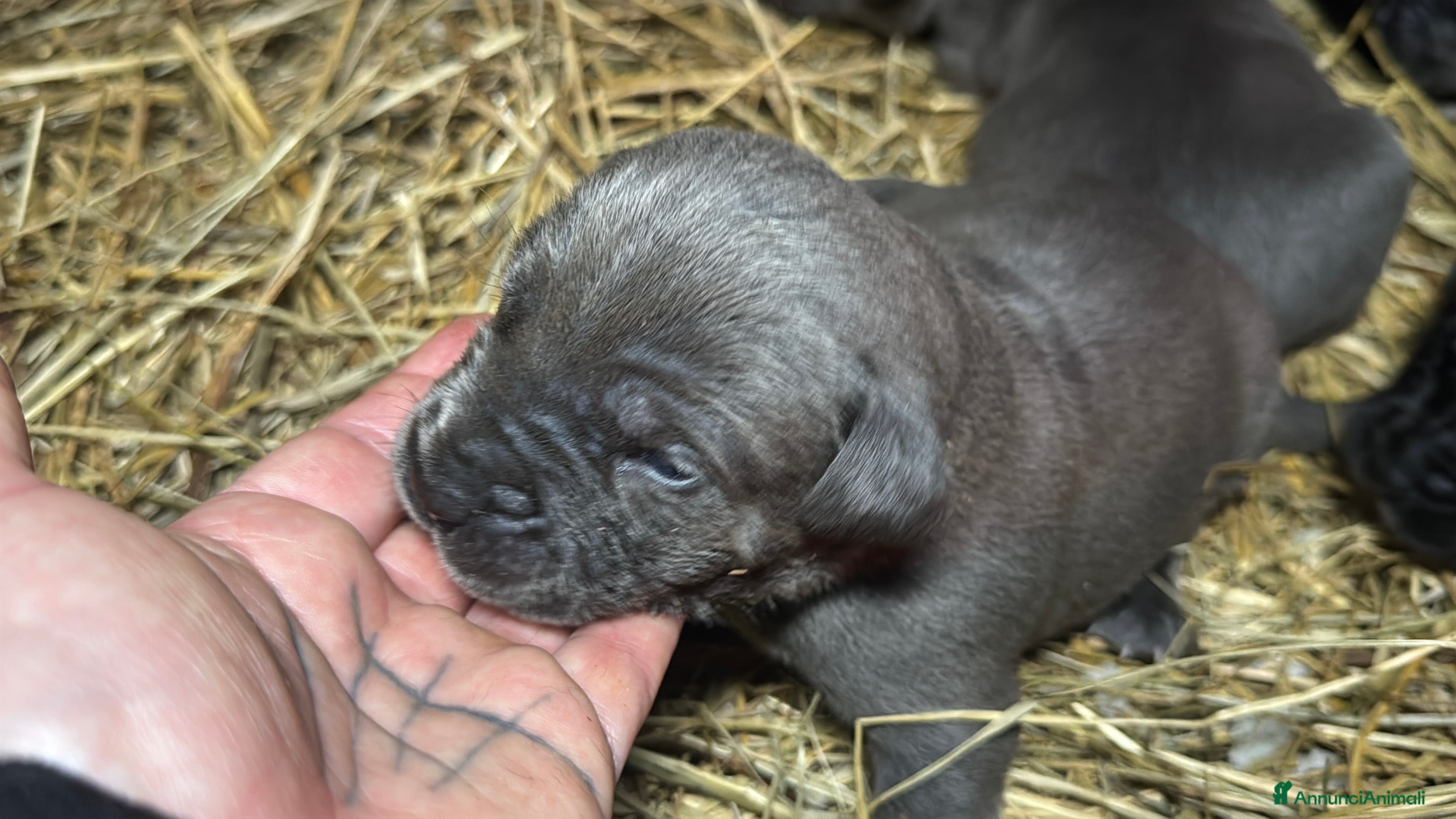 Cane Corso cani Cuccioli di Cane Corso - Annuncio 1
