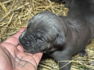 Cane Corso cani Cuccioli di Cane Corso - Annuncio 27